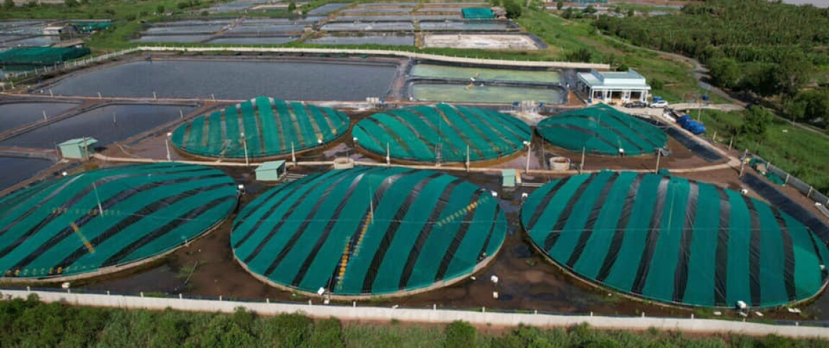 Trại Tôm Anh Tuấn Hiền Tại Tỉnh Tiền Giang