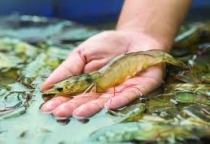 Khắc chế các điểm yếu của con tôm