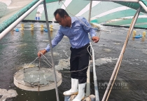 Rơi vào tay một anh nông dân, bãi bùn ở xứ cù lao của Tiền Giang bỗng cho tiền tỷ
