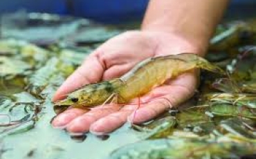 Khắc chế các điểm yếu của con tôm