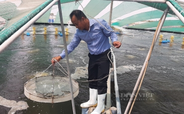 Rơi vào tay một anh nông dân, bãi bùn ở xứ cù lao của Tiền Giang bỗng cho tiền tỷ