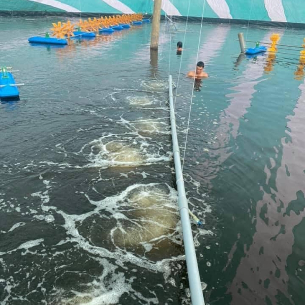 Trại nuôi tôm