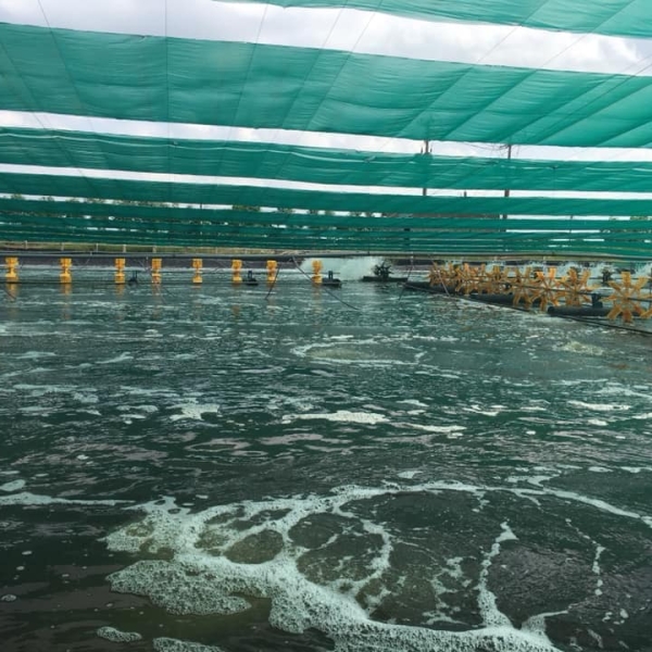 Trại nuôi tôm