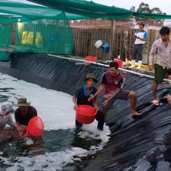 Trại nuôi tôm