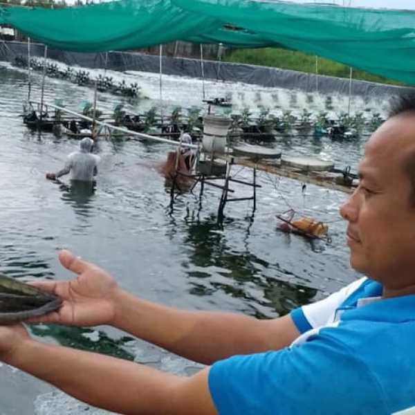 Trại nuôi tôm