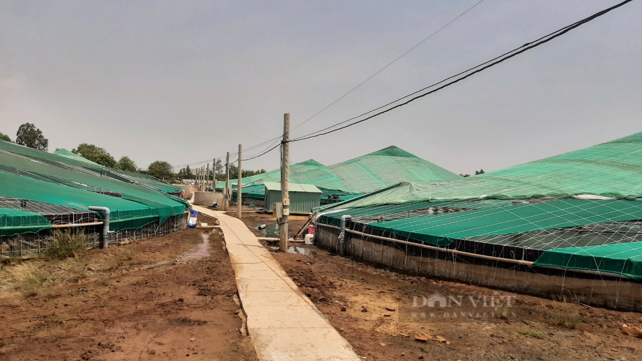 Trên vùng đất bãi bùn ở huyện cù lao Tân Phú Đông giờ đã mọc lên những trại nuôi tôm công nghiệp của anh Tuấn. Ảnh: Trần Đáng